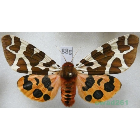 Arctia caja (Linnaeus, 1758) Niedźwiedziówka kaja female Poland88g